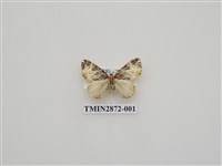 藏品(尺蛾598)的圖片